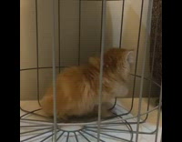 Orange kitten cat in metal storage basket 