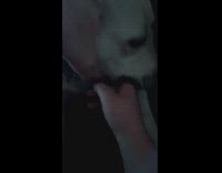 Dog licks and bites hand of filmer