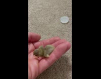 Collab BitchIG2 - Small baby bird walks into guys hand