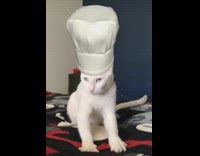 White cat kneads bed chef hat filter