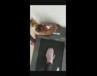Cat touches treadmill girl is walking on