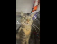 Camera zooms in and out of cats face while music plays