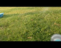 brown dog runs toward water from hose
