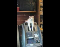 Brown white cat lays on grey ATM