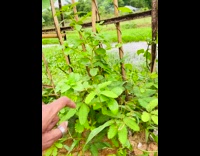 Plant that covers itself when touched or moved