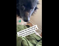 Collab ClipsIG - Dog angry told not to eat cat poo  