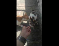Cat licks the finger of guy filming
