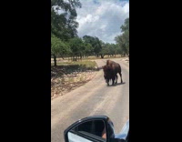 Bison walks near the car of family Part 1
