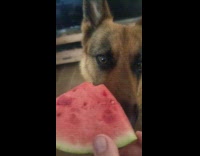 Girl hold watermelon feed to German Shepherd dog