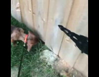Small dog plays with neighbor under fence