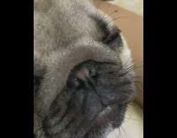 Pug dog snores in sleep silver bracelet 