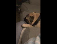 Dog sits on couch and suckles on pillow 