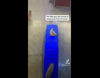 Dog climbs blue box to sit with other pug