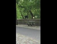 Person crawls all fours brick wall park