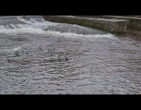 Lone duck float on water creek canal