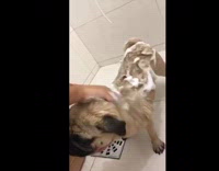 Girl gives pug dog a shower bath 