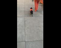 black dog in a hot dog costume