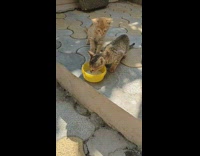 Mom cat watches kittens drink milk bowl 