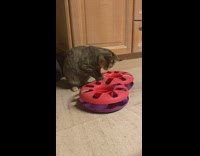 Cat plays with pink purple ball toy 