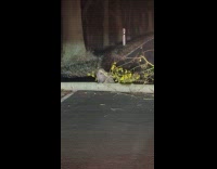 Beaver dragging branch from fallen tree