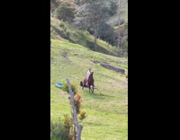 Collab ClipsIG - Lady Falls off Horse as Man Mounts it