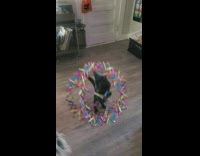 Black cat pulls down folding rainbow ball