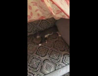 Girl lifts pink blanket cat sleeps couch 