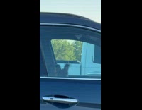 Dog inside car looks like it has lashes