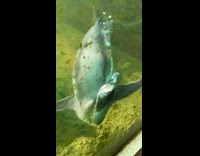Guy taps on glass penguin swims around