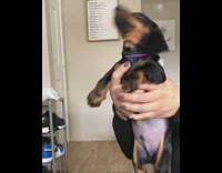 Lion king simba scene small dog 