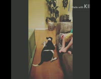 Fetch Dog Gets Shot By Gun Sound Effect