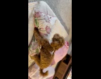 Brown dog humps pillow on the bed