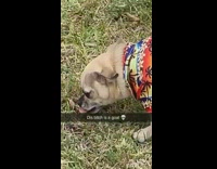 Dog wearing Hawaiian shirt eats grass
