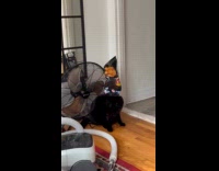 Black cat stuck head bag of chips