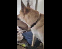 Dog barks at man on the tv