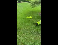 Small dogs in yellow raincoat hop in grass