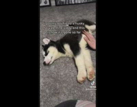 Compilation of new husky dog puppy running around 