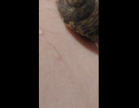 Small snail crawl on arm sand shell