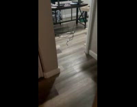 Collab Clips MPUGC - Cat whines about lizard on wall 