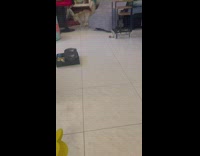 Fluffy Cat Plays Fetch 