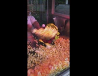 Collab BitchMP - Disneyland worker filling green toy story alien mouth with popcorn 