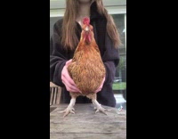 Girl shakes chicken to beat of song