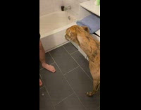 Collab BitchMP - Paul the dogs first bath