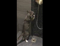Grey cat stands drinks water shower head