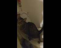 Pet cat sits and urinate on the toilet bowl