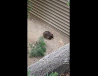 Collab BitchMP - Porcupine with pink flower stuck to its back