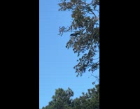 Collab ClipsIG - Woman tells noisy crow to shut up 