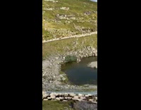 Collab Clips mpugc - Huge crowd of sheep following man leader