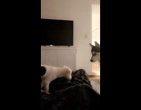 Two dogs meeting on couch touch noses
