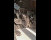 Grey and orange cats sit across from each other 